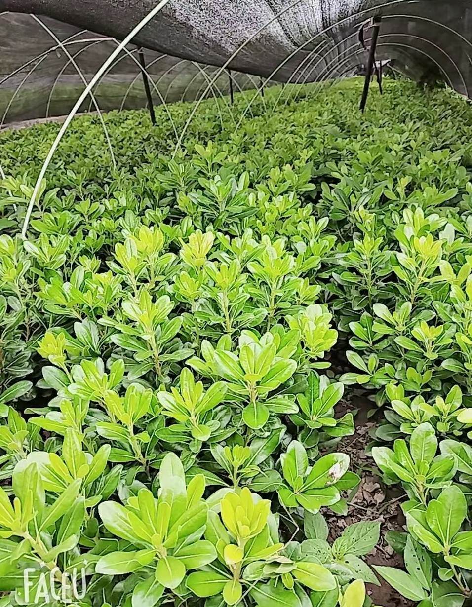 白玉兰花长什么样子 白玉兰的外形特征和作用