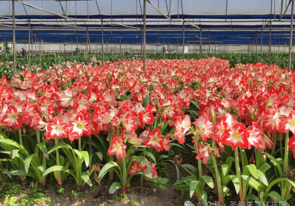 迷你世界树叶怎么做 树叶怎么样从树上落下来