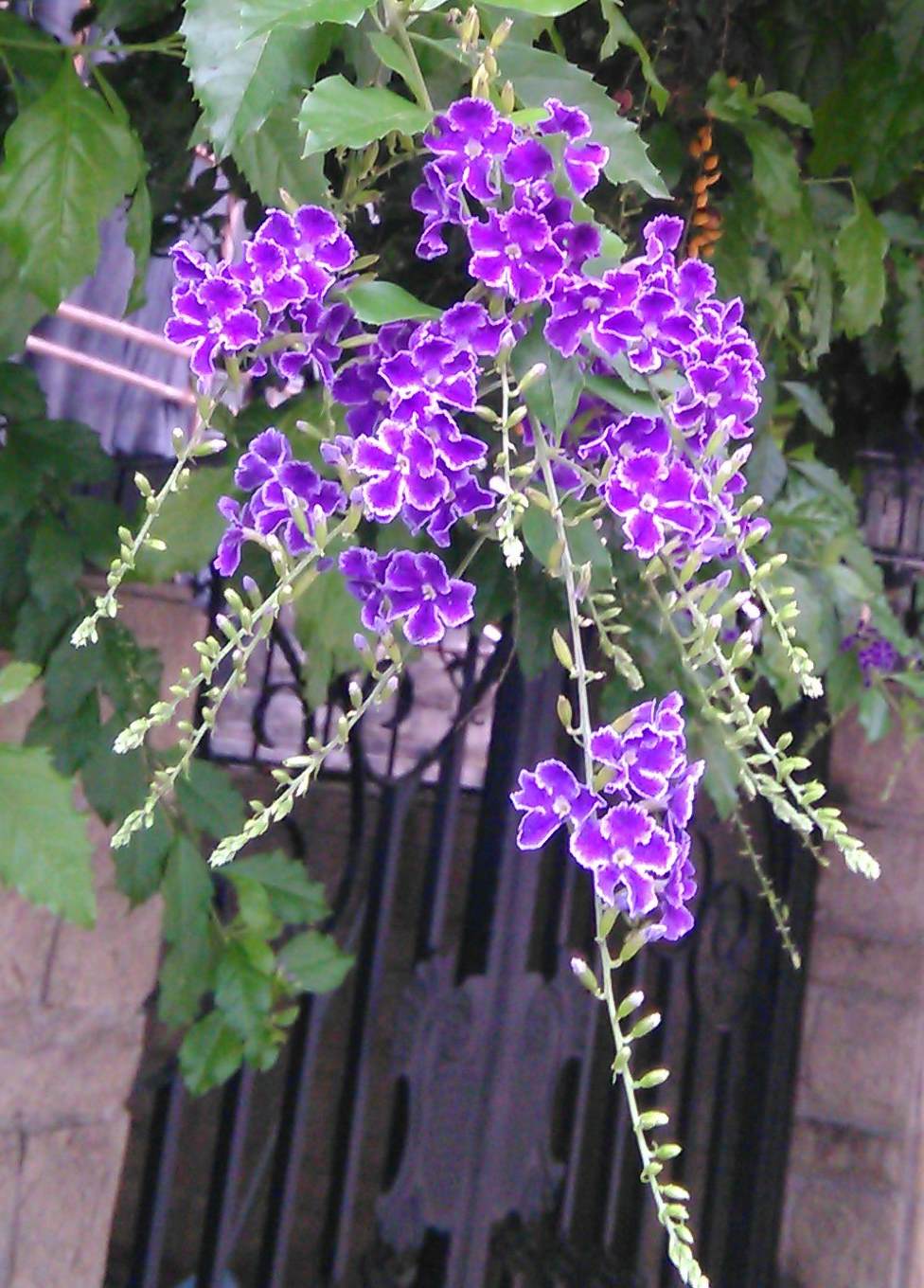 花杆变黑是怎么回事 菜花茎部发黑怎么办
