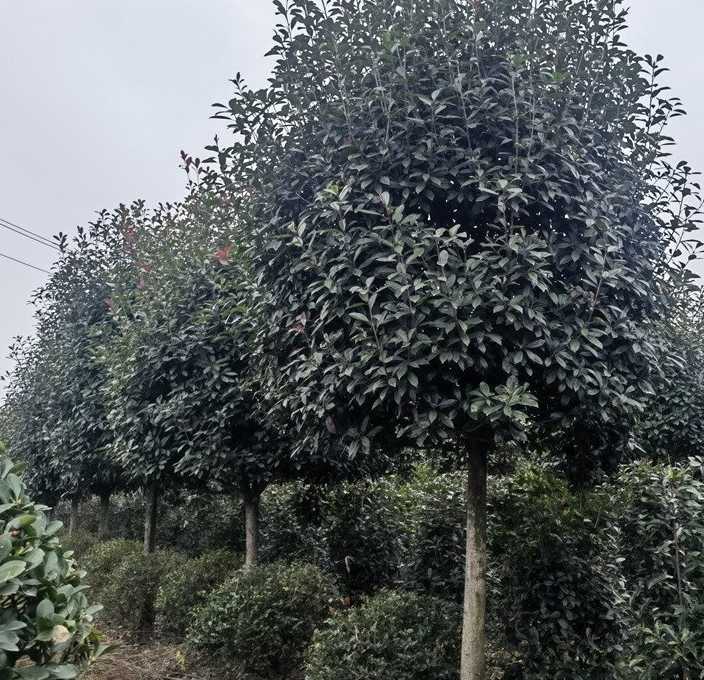 红叶石楠树