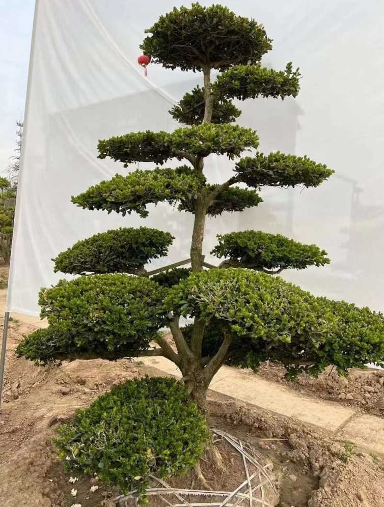 小叶黄杨造型