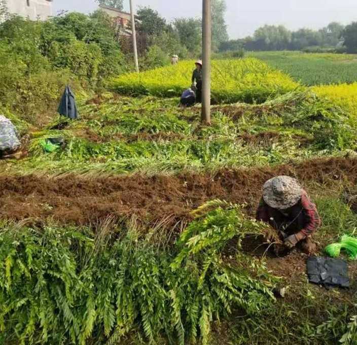 金叶水腊