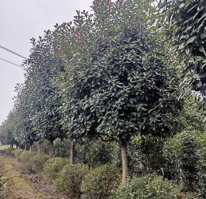 红叶石楠树