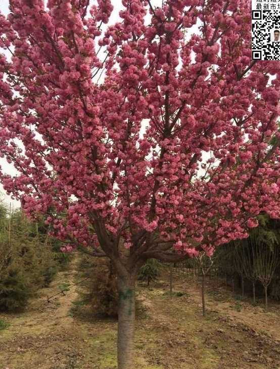大叶早樱