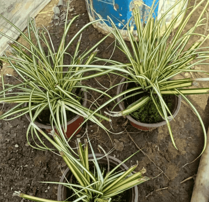 金叶苔草