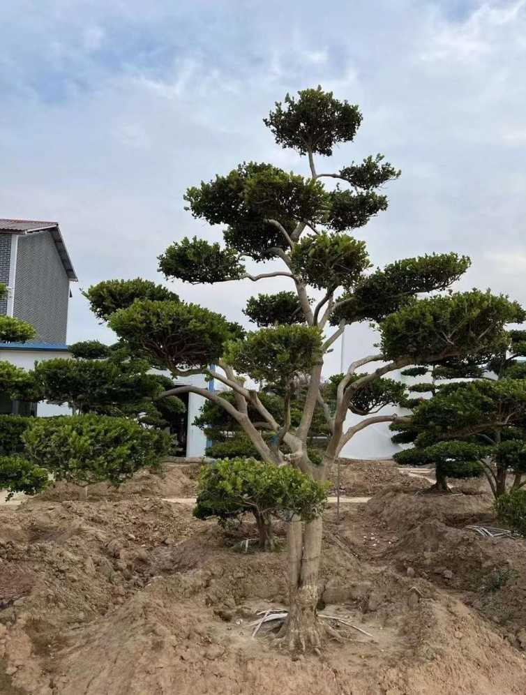 小叶黄杨造型
