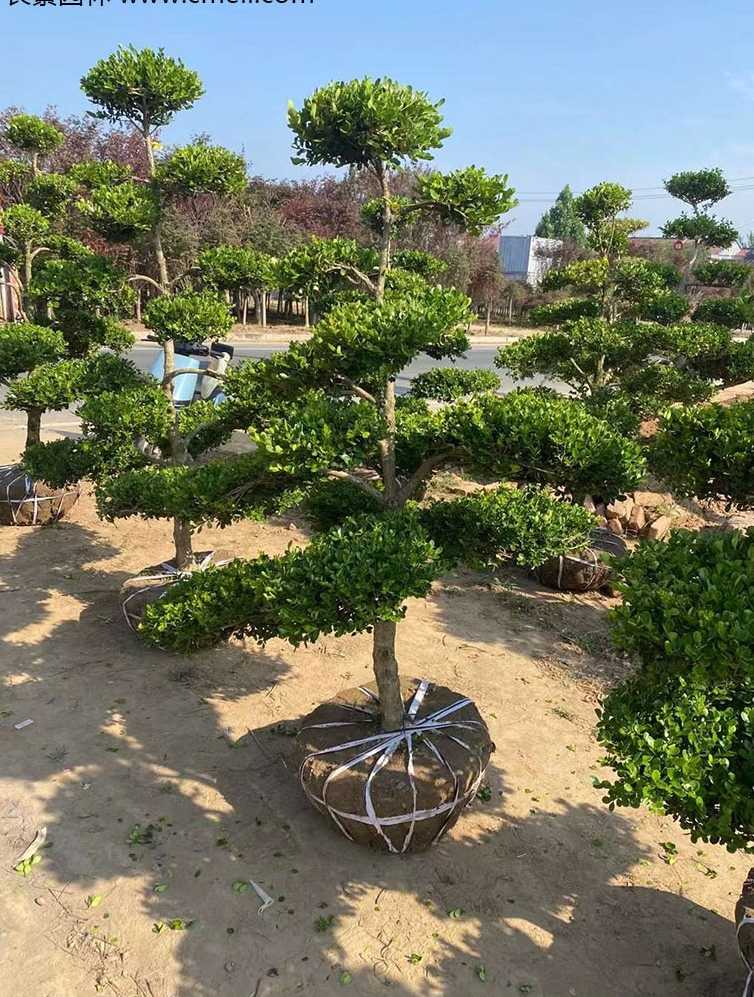 小叶黄杨造型