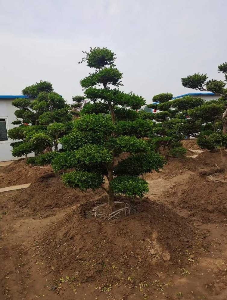 小叶黄杨造型