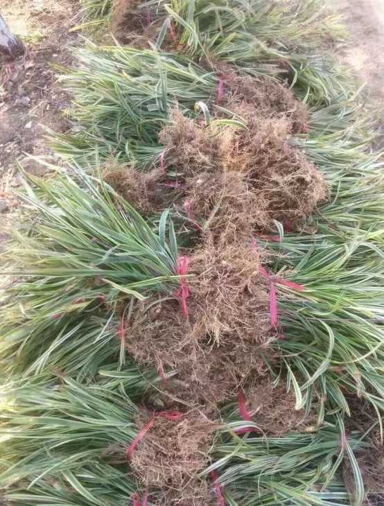 金边沿阶草