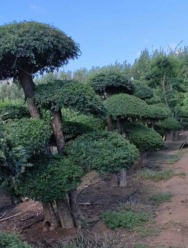 对节白蜡造型