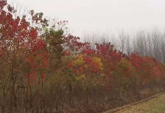 山乌桕