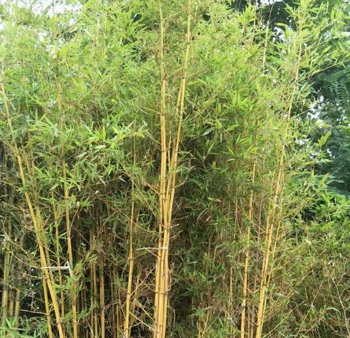 黄金竹