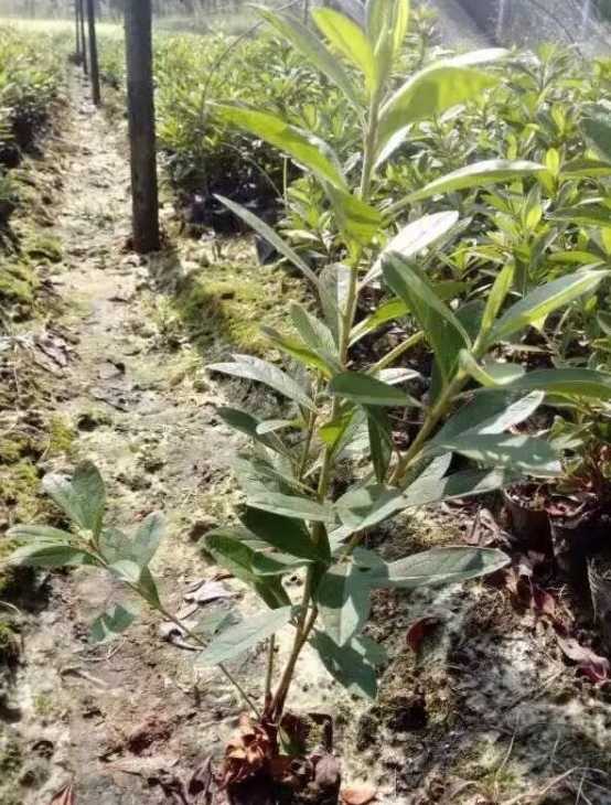 毛鹃