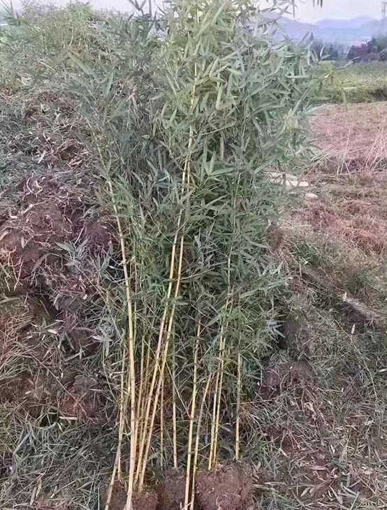 刚竹苗