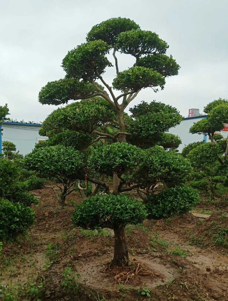 小叶黄杨造型