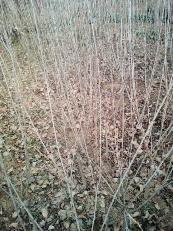珍珠梅