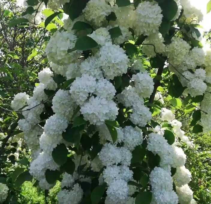地中海荚蒾