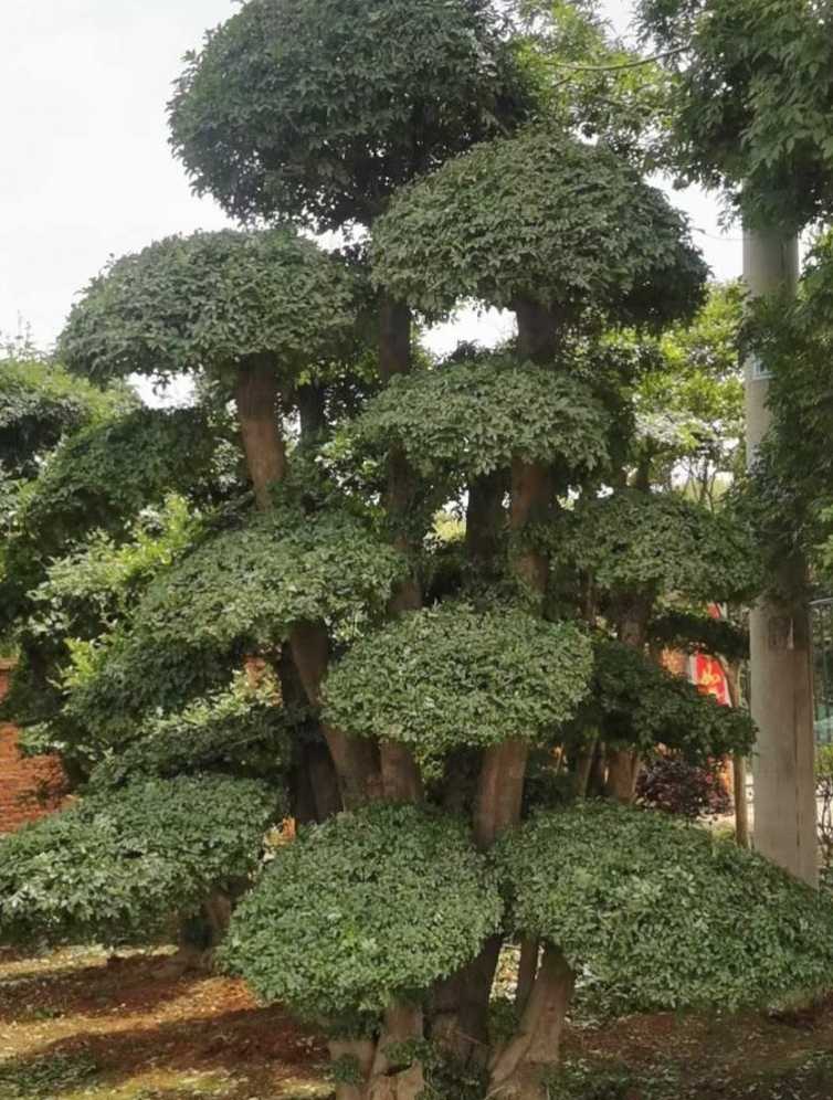 对节白蜡造型
