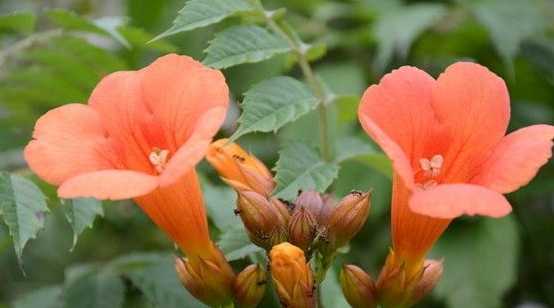 凌霄花