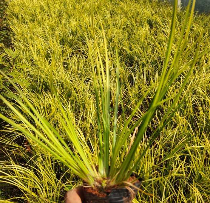 金叶石菖蒲