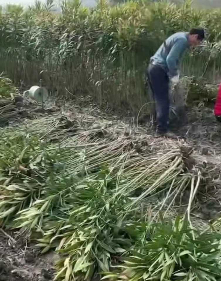 丛生夹竹桃