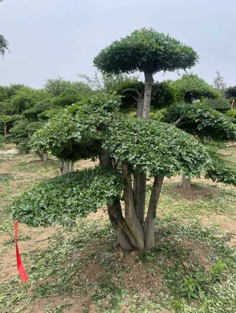 对节白蜡造型