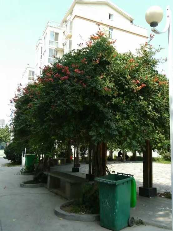 凌霄花