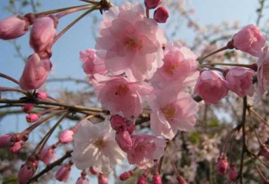 大叶早樱