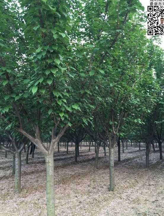 大叶早樱