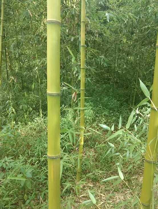 刚竹苗