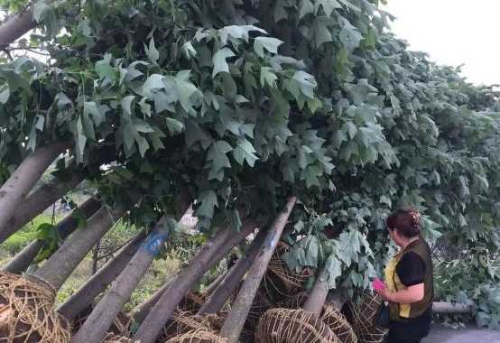 马褂树