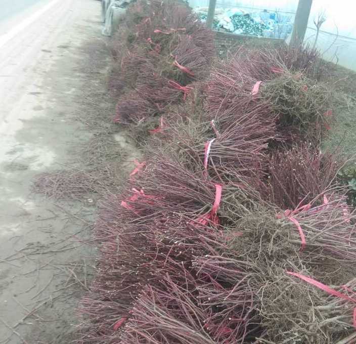 紫枝玫瑰容器苗
