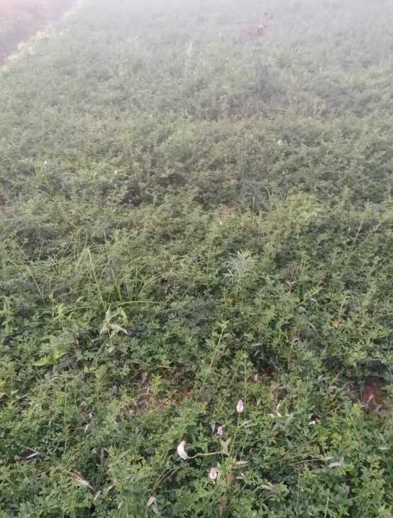 迎春花