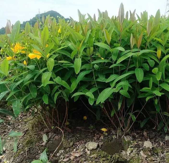 金丝梅
