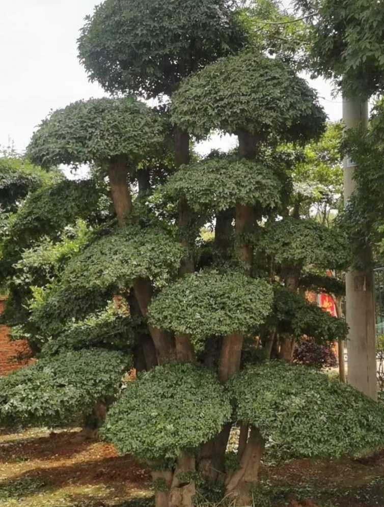 对节白蜡造型