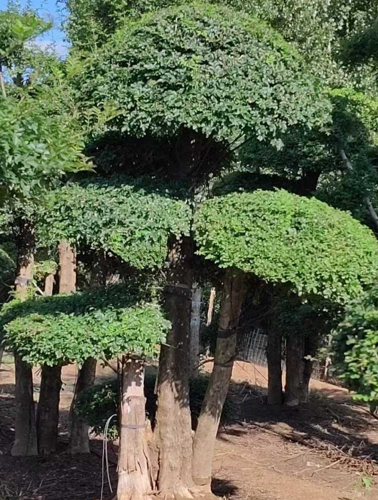 对节白蜡造型