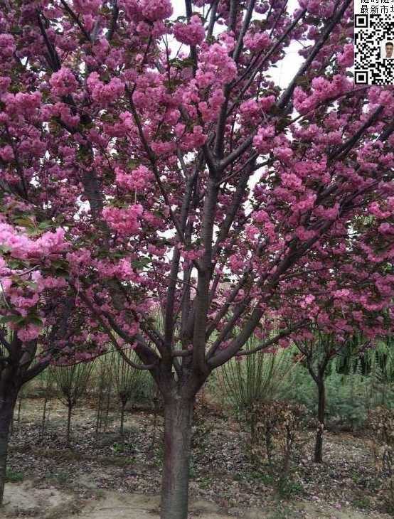 大叶早樱