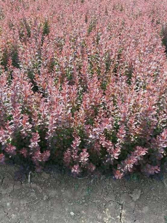 红叶小檗小苗