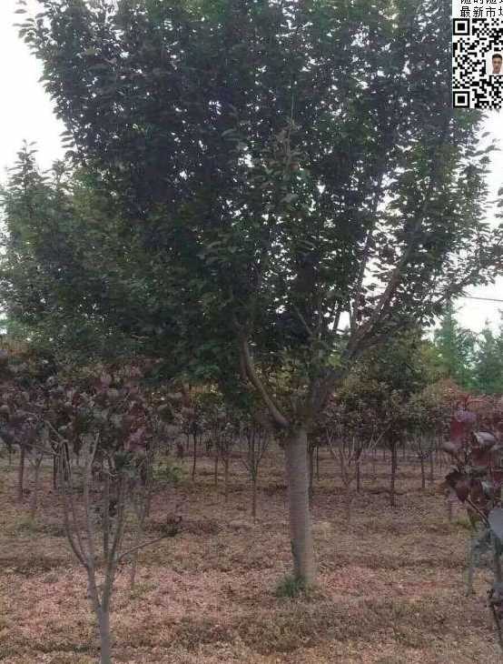 大叶早樱