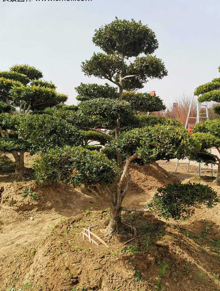 小叶黄杨造型