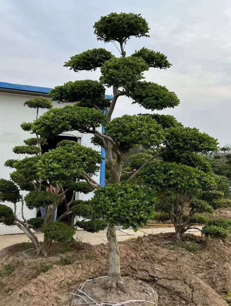 小叶黄杨造型