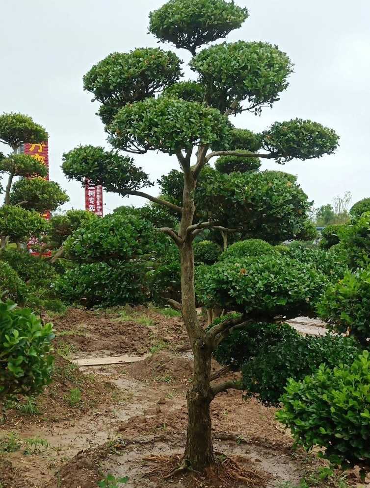 小叶黄杨造型