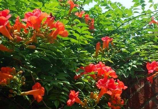 凌霄花