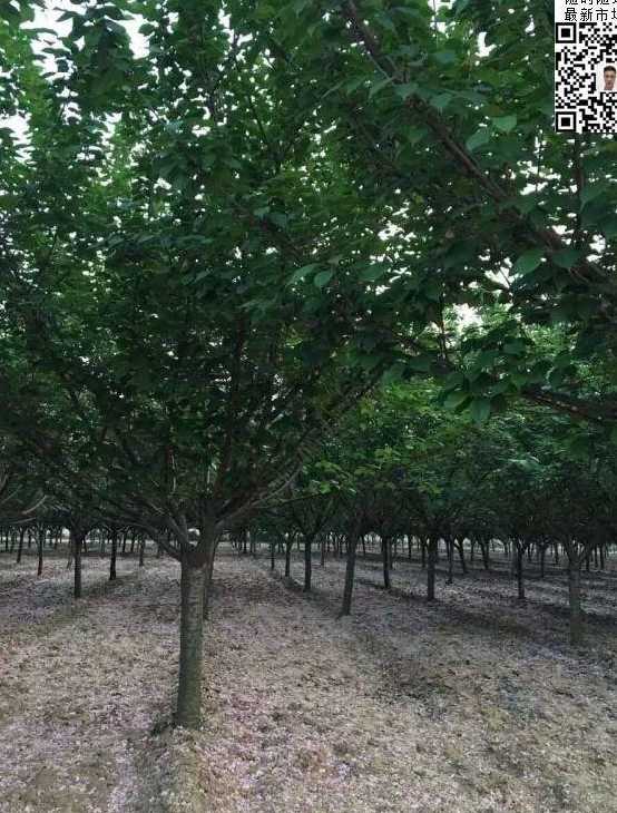 大叶早樱
