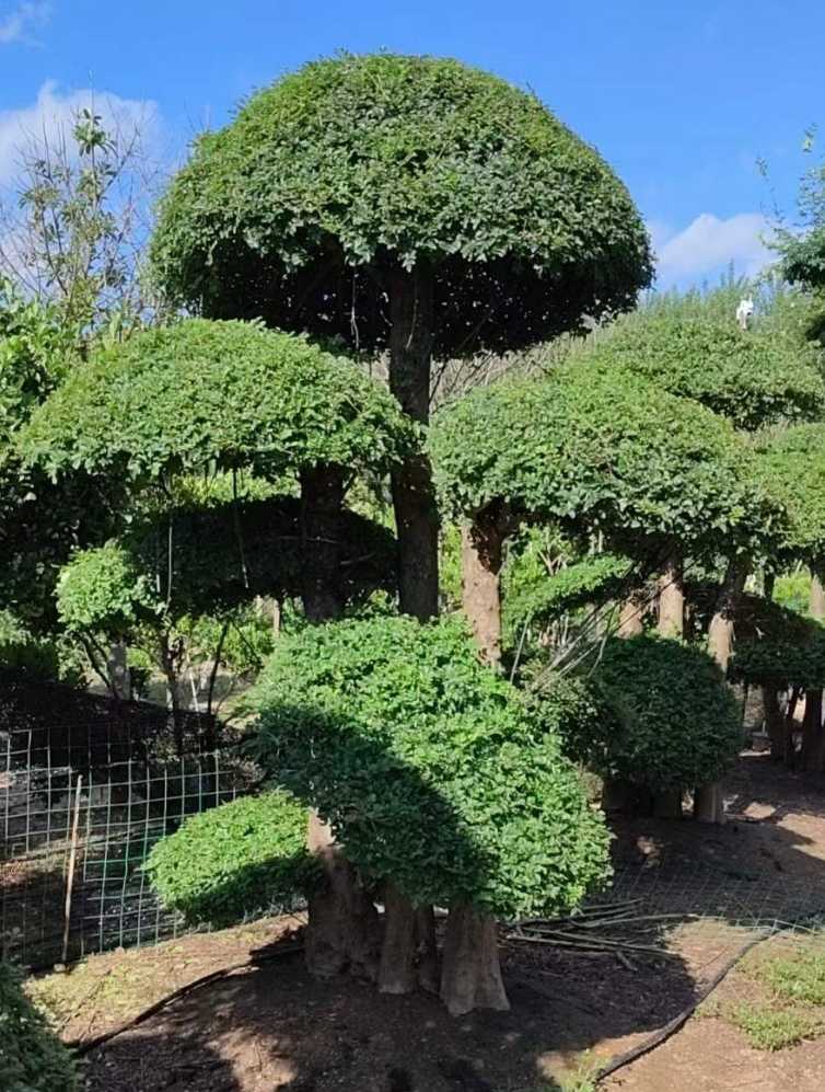 对节白蜡造型