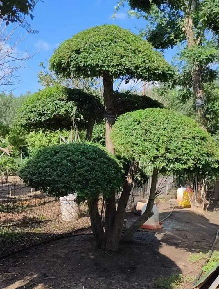 对节白蜡造型