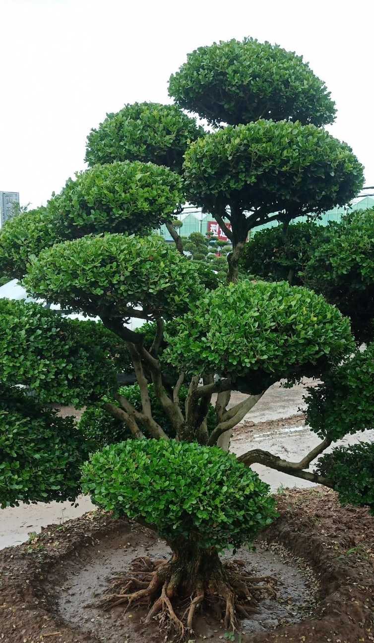 小叶黄杨造型