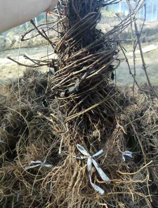 爬山虎
