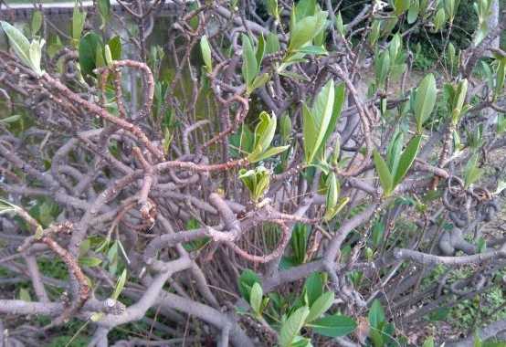 结香花