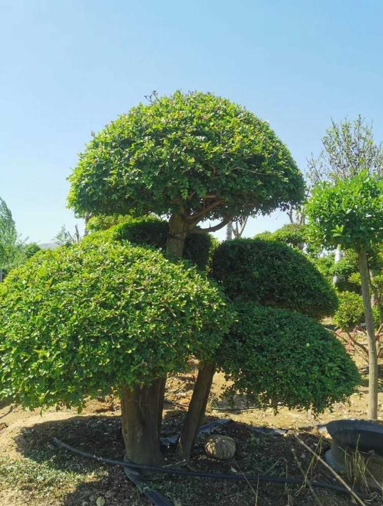 对节白蜡造型